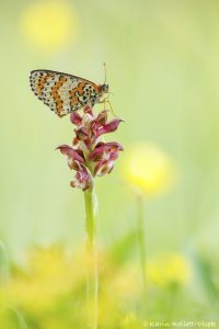 Anacamptis coriophora / Wanzen-Knabenkraut / Bug orchid