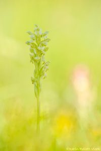 Anacamptis coriophora / Wanzen-Knabenkraut / Bug orchid