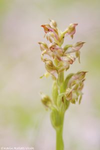 Anacamptis coriophora / Wanzen-Knabenkraut / Bug orchid