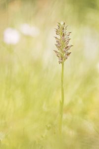 Anacamptis coriophora ssp. fragrans / Wohlriechendes Wanzen-Knabenkraut