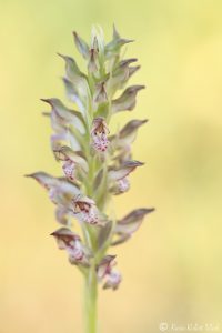 Anacamptis coriophora ssp. fragrans / Wohlriechendes Wanzen-Knabenkraut