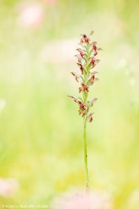 Anacamptis coriophora ssp. fragrans / Wohlriechendes Wanzen-Knabenkraut