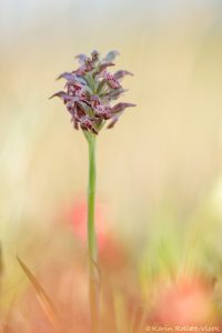 Anacamptis coriophora ssp. fragrans / Wohlriechendes Wanzen-Knabenkraut