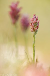 Anacamptis coriophora ssp. fragrans / Wohlriechendes Wanzen-Knabenkraut