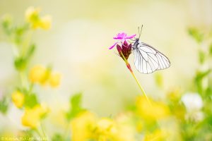 Aporia crataegi / Baum-Weißling / Black-veined white