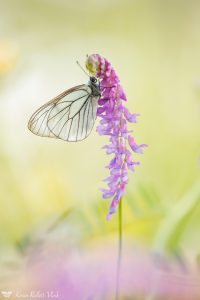 Aporia crataegi / Baum-Weißling / Black-veined white