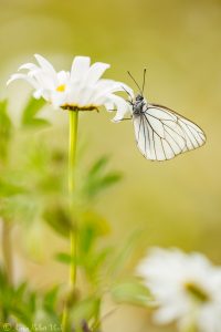 Aporia crataegi / Baum-Weißling / Black-veined white