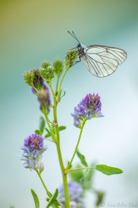 Aporia crataegi / Baum-Weißling / Black-veined white