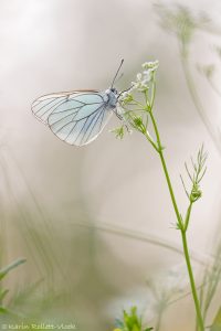 Aporia crataegi / Baum-Weißling / Black-veined white