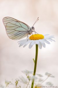 Aporia crataegi / Baum-Weißling / Black-veined white