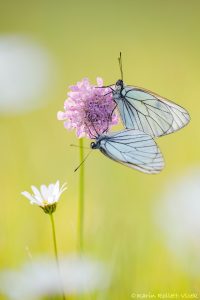 Aporia crataegi / Baum-Weißling / Black-veined white