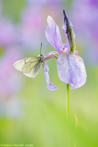 Aporia crataegi / Baum-Weißling / Black-veined white