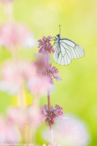 Aporia crataegi / Baum-Weißling / Black-veined white