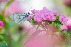 Aporia crataegi / Baum-Weißling / Black-veined white