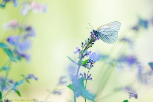 Aporia crataegi / Baum-Weißling / Black-veined white