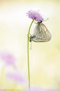 Aporia crataegi / Baum-Weißling / Black-veined white