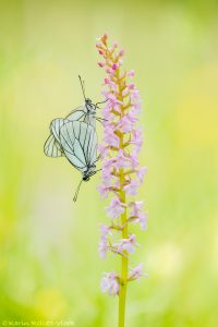 Aporia crataegi / Baum-Weißling / Black-veined white