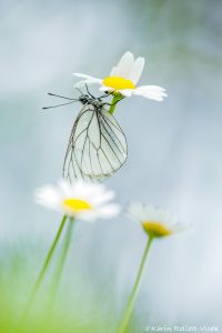 Aporia crataegi / Baum-Weißling / Black-veined white