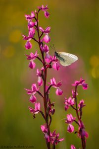 Aporia crataegi / Baum-Weißling / Black-veined white