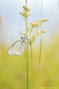 Aporia crataegi / Baum-Weißling / Black-veined white