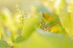 Colias croceus / Postillon, Wander-Gelbling / Clouded yellow