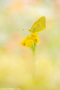 Colias croceus / Postillon, Wander-Gelbling / Clouded yellow