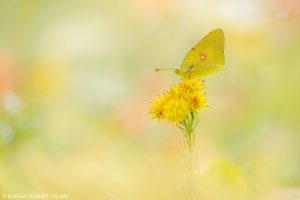 Colias croceus / Postillon, Wander-Gelbling / Clouded yellow