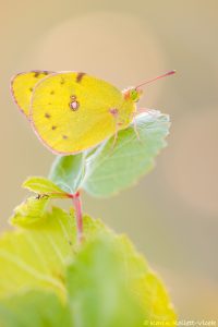 Colias croceus / Postillon, Wander-Gelbling / Clouded yellow