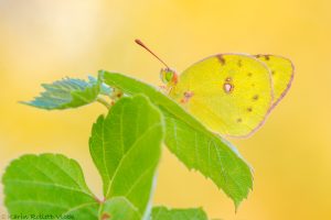 Colias croceus / Postillon, Wander-Gelbling / Clouded yellow