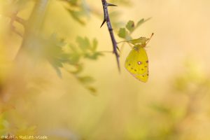 Colias croceus / Postillon, Wander-Gelbling / Clouded yellow