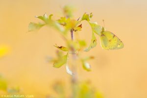 Colias croceus / Postillon, Wander-Gelbling / Clouded yellow