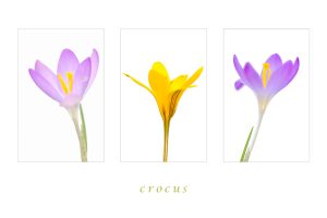 crocus_a