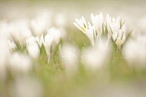 Crocus albiflorus / Alpen-Krokus