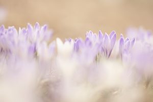 Crocus albiflorus / Alpen-Krokus