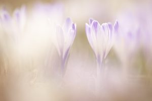 Crocus albiflorus / Alpen-Krokus