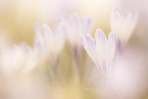 Crocus albiflorus / Alpen-Krokus