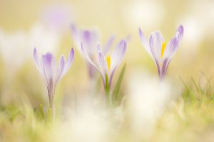 Crocus albiflorus / Alpen-Krokus