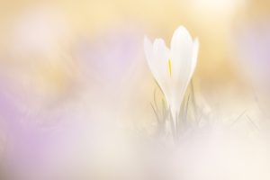 Crocus albiflorus / Alpen-Krokus