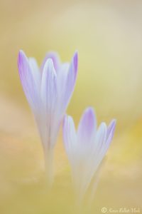 Crocus albiflorus / Alpen-Krokus