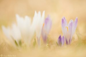 Crocus albiflorus / Alpen-Krokus