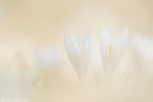 Crocus albiflorus / Alpen-Krokus