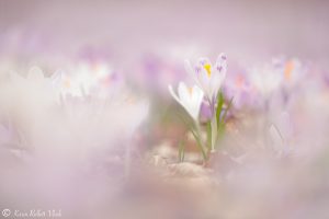 Crocus exiguus / Illyrien-Crocus