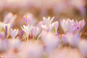 Crocus exiguus / Illyrien-Crocus