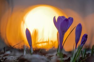 Crocus exiguus / Illyrien-Crocus