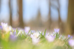 Crocus exiguus / Illyrien-Crocus