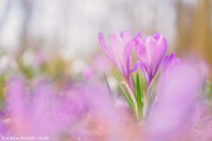 Crocus exiguus / Illyrien-Crocus