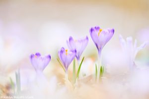 Crocus exiguus / Illyrien-Crocus