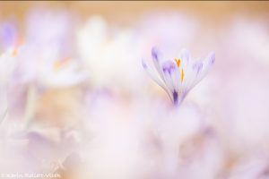 Crocus exiguus / Illyrien-Crocus