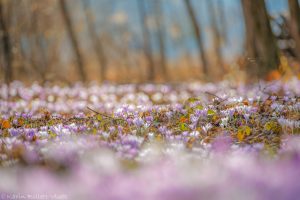 Crocus exiguus / Illyrien-Crocus