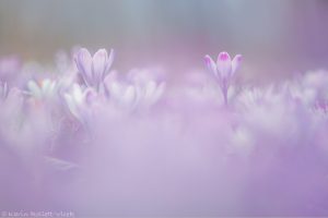 Crocus exiguus / Illyrien-Crocus